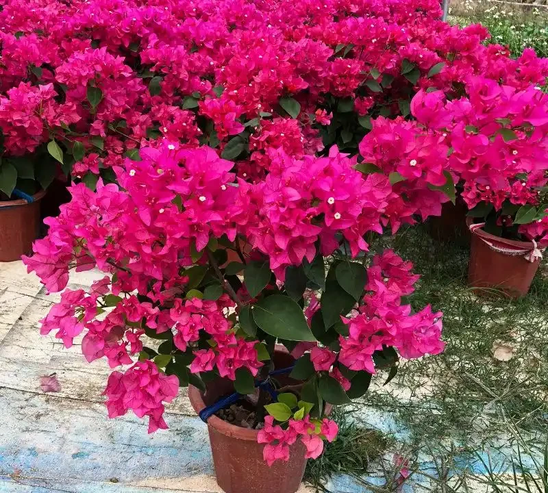 6種「永久花」,365天開花不停,又美又便宜,適合新手養