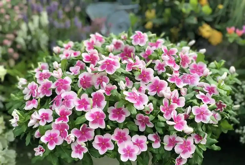6種「永久花」,365天開花不停,又美又便宜,適合新手養