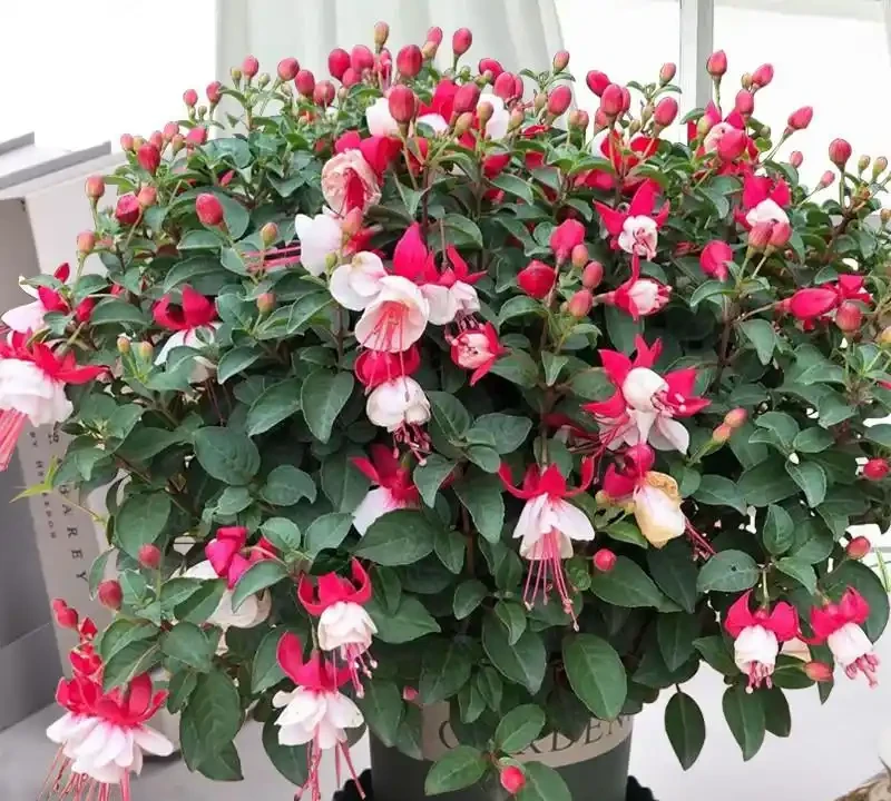 6種「永久花」,365天開花不停,又美又便宜,適合新手養