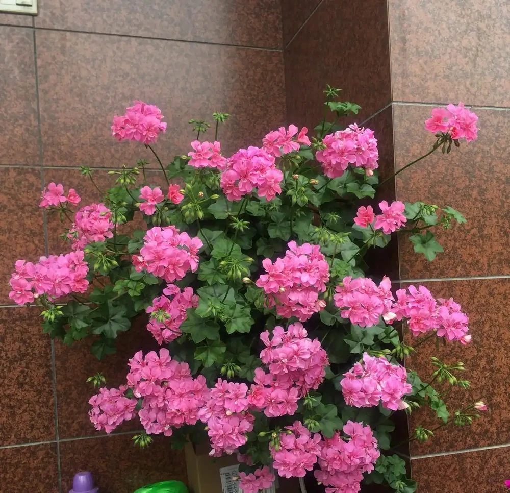6種「永久花」,365天開花不停,又美又便宜,適合新手養
