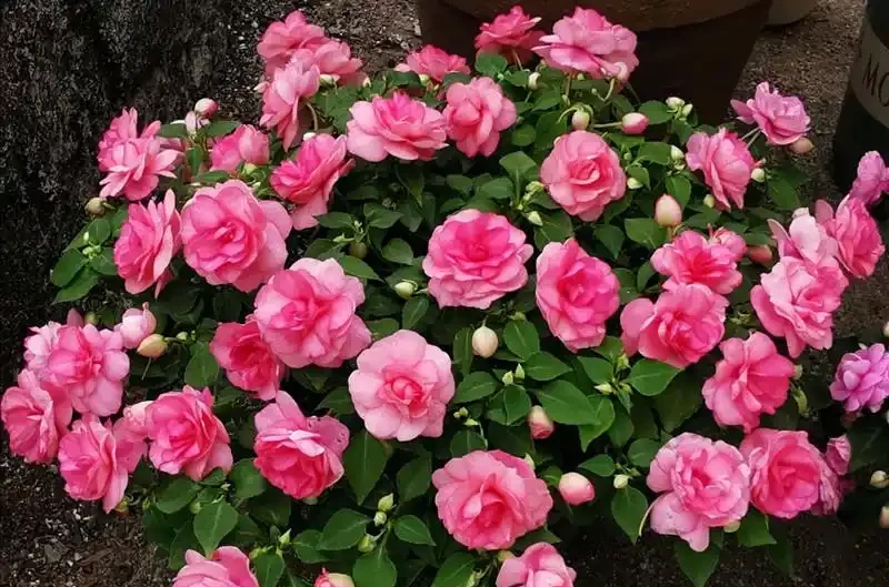 6種「永久花」,365天開花不停,又美又便宜,適合新手養
