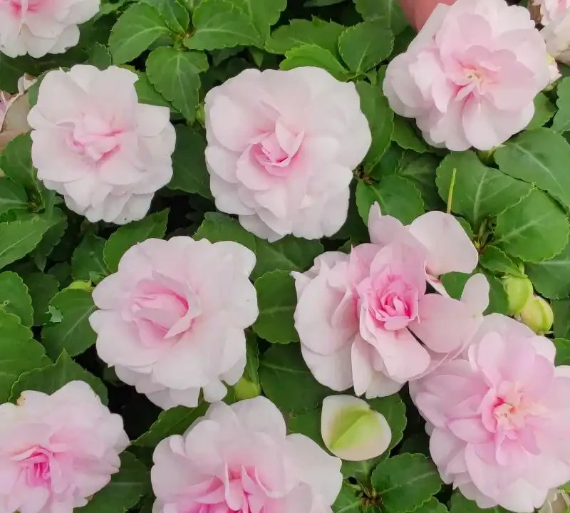 6種「永久花」,365天開花不停,又美又便宜,適合新手養