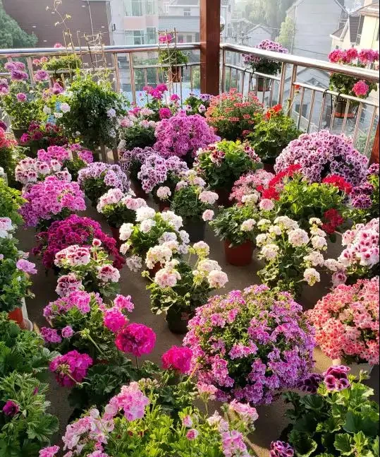 6種「永久花」,365天開花不停,又美又便宜,適合新手養