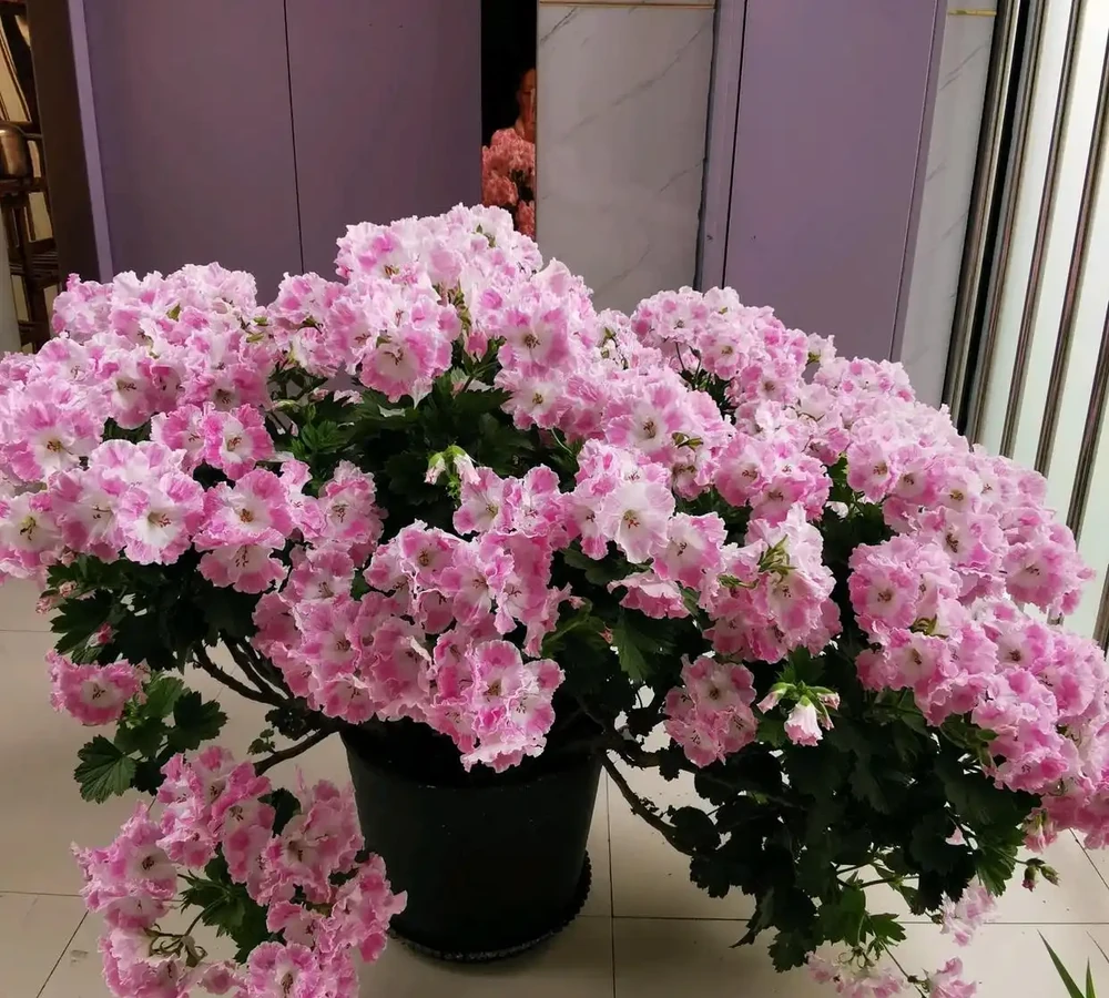 6種「永久花」,365天開花不停,又美又便宜,適合新手養