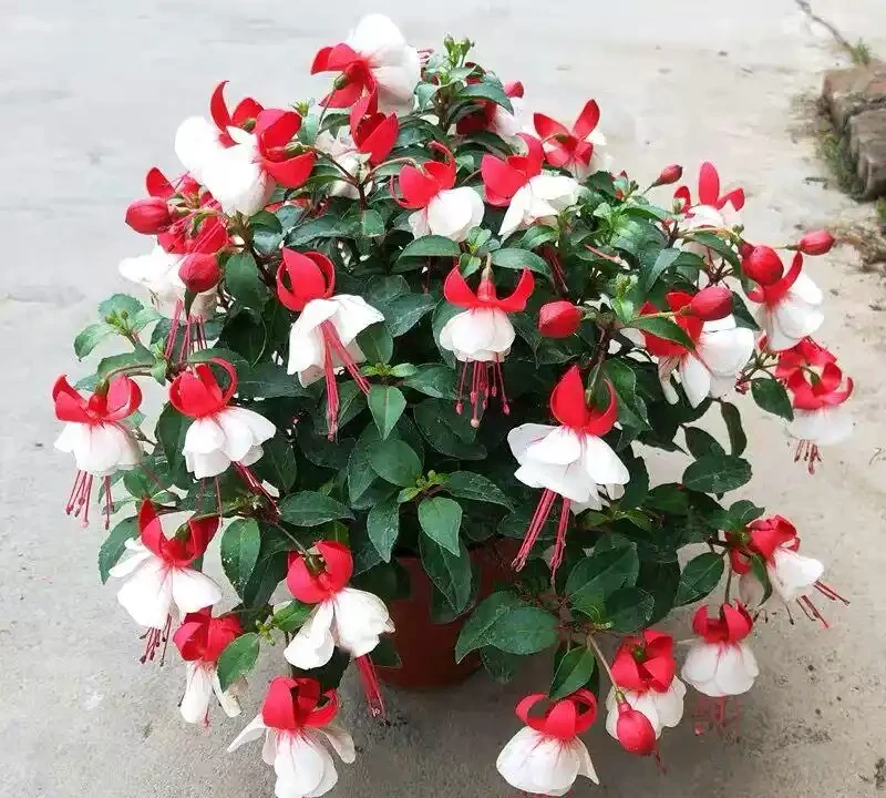 6種「永久花」,365天開花不停,又美又便宜,適合新手養