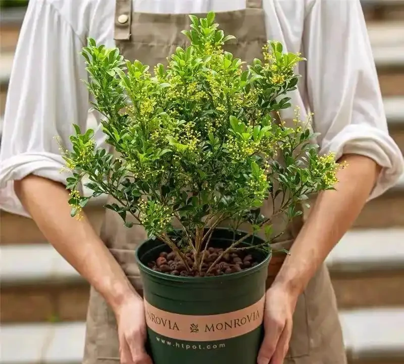6種「永久花」,365天開花不停,又美又便宜,適合新手養