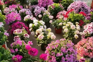 6種「永久花」，365天開花不停，又美又便宜，適合新手養
