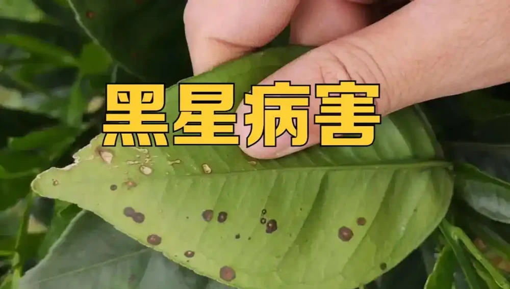 葉子出現「幹邊」現象,能治不?能與不能,關鍵還要看病害原因