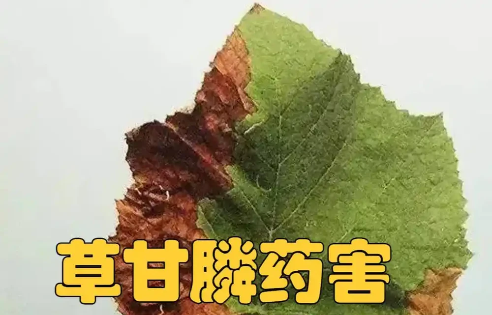 葉子出現「幹邊」現象,能治不?能與不能,關鍵還要看病害原因