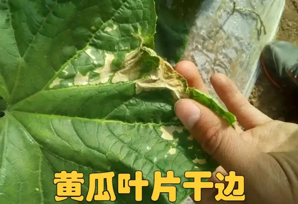 葉子出現「幹邊」現象,能治不?能與不能,關鍵還要看病害原因