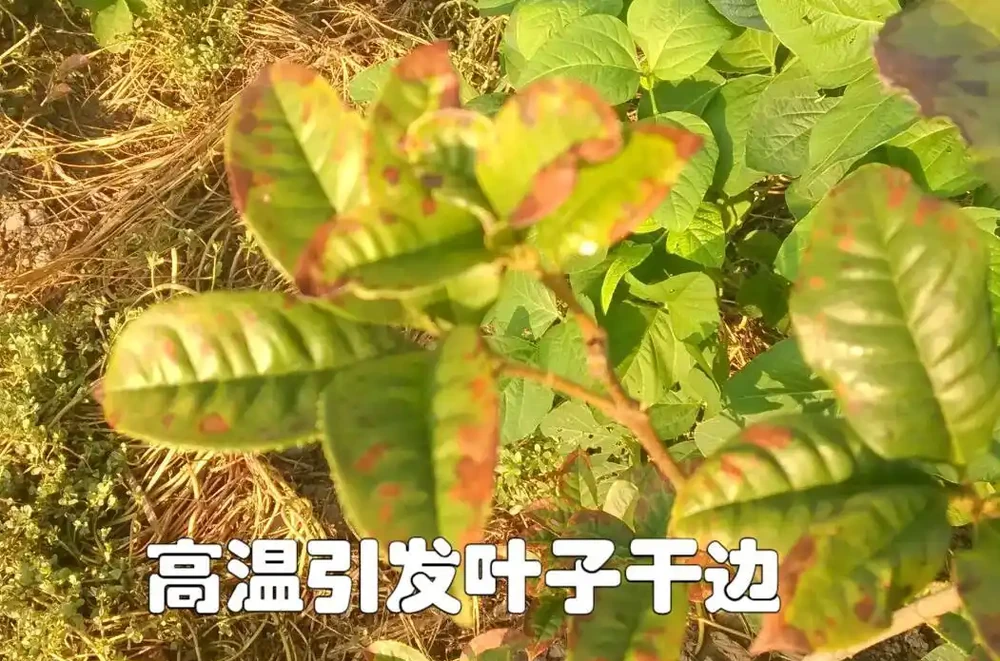 葉子出現「幹邊」現象,能治不?能與不能,關鍵還要看病害原因