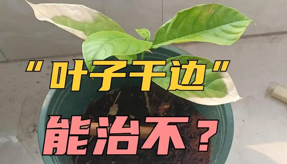 葉子出現「幹邊」現象,能治不?能與不能,關鍵還要看病害原因