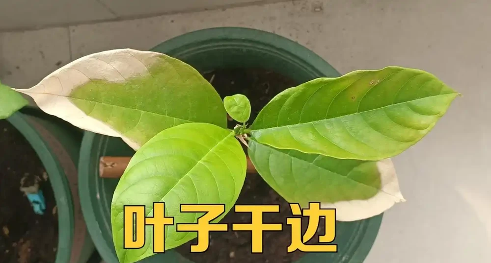 葉子出現「幹邊」現象,能治不?能與不能,關鍵還要看病害原因