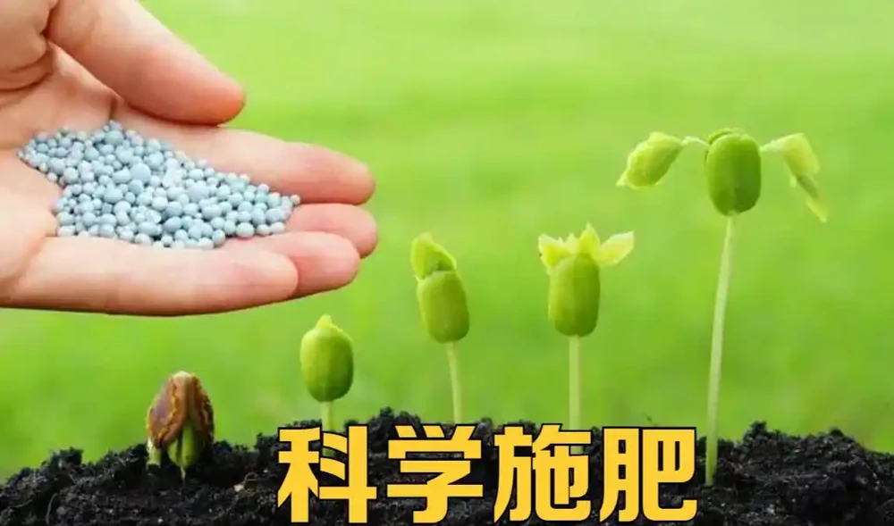 葉子出現「幹邊」現象,能治不?能與不能,關鍵還要看病害原因