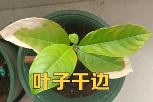 葉子出現「幹邊」現象，能治不？能與不能，關鍵還要看病害原因
