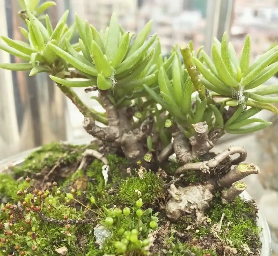 天冷了這樣養松葉牡丹,來年還能開花,長成漂亮老樁,很特別開花多