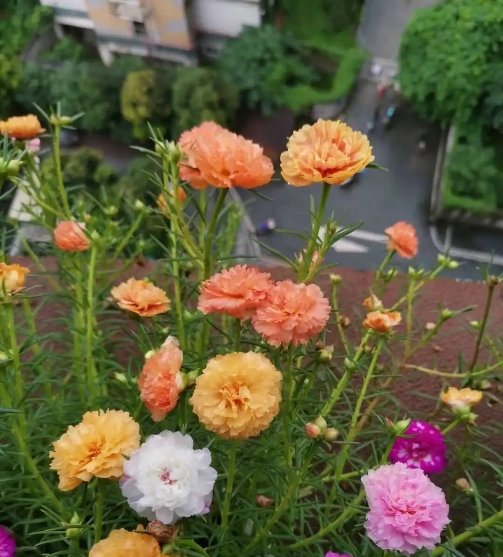 天冷了這樣養松葉牡丹,來年還能開花,長成漂亮老樁,很特別開花多