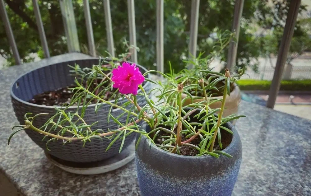 天冷了這樣養松葉牡丹,來年還能開花,長成漂亮老樁,很特別開花多