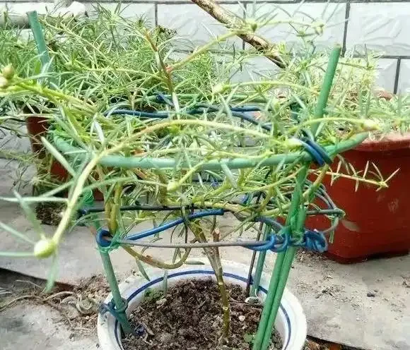 天冷了這樣養松葉牡丹,來年還能開花,長成漂亮老樁,很特別開花多
