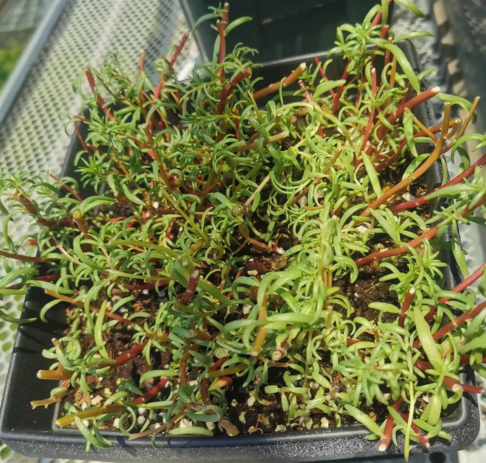天冷了這樣養松葉牡丹,來年還能開花,長成漂亮老樁,很特別開花多