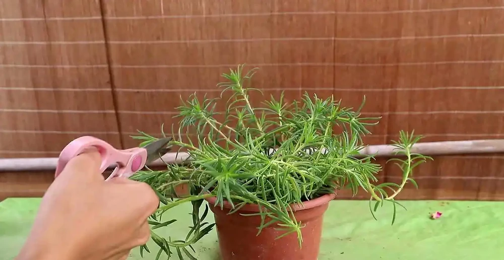 天冷了這樣養松葉牡丹,來年還能開花,長成漂亮老樁,很特別開花多