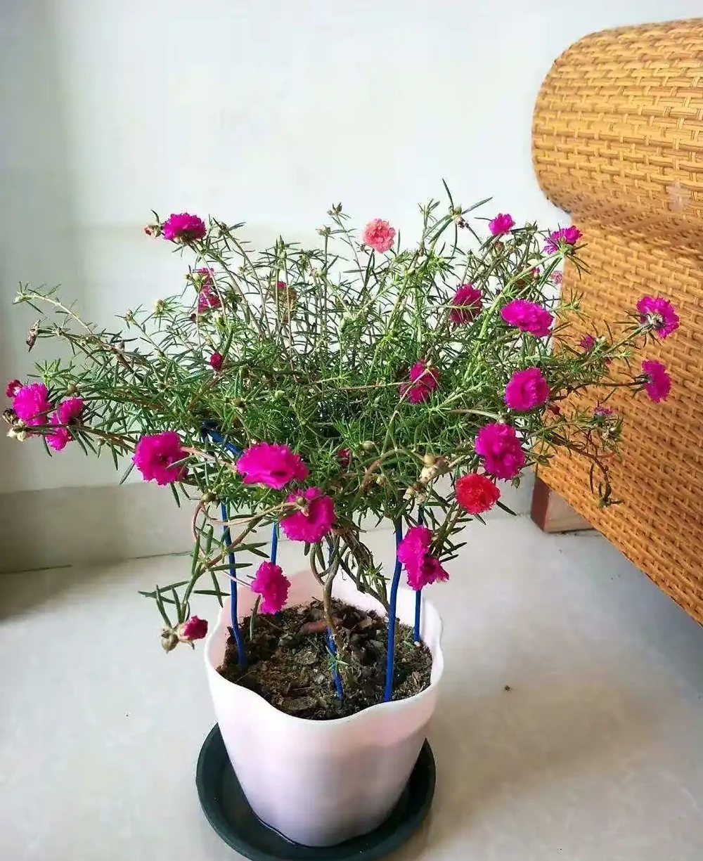 天冷了這樣養松葉牡丹,來年還能開花,長成漂亮老樁,很特別開花多