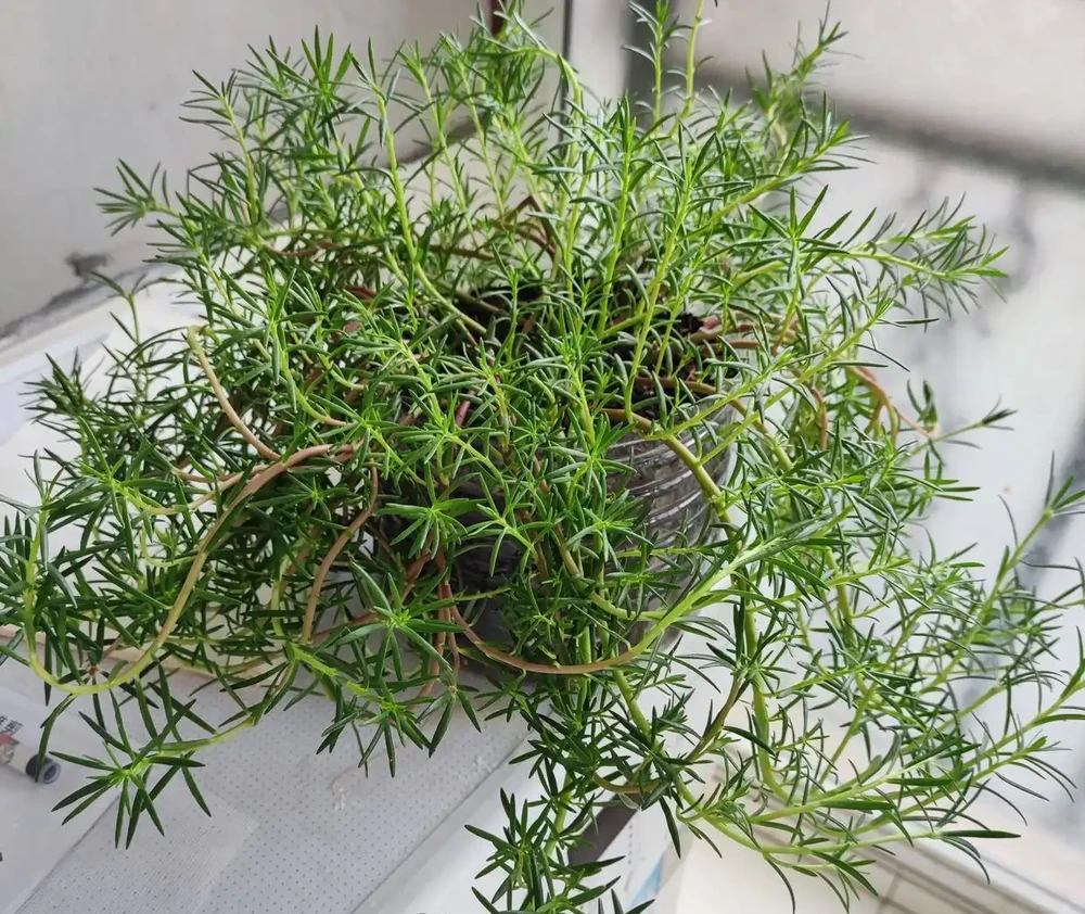 天冷了這樣養松葉牡丹,來年還能開花,長成漂亮老樁,很特別開花多