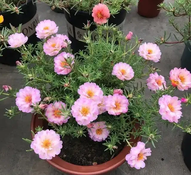 天冷了這樣養松葉牡丹,來年還能開花,長成漂亮老樁,很特別開花多