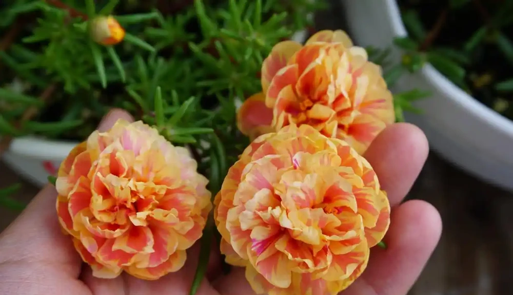 天冷了這樣養松葉牡丹,來年還能開花,長成漂亮老樁,很特別開花多