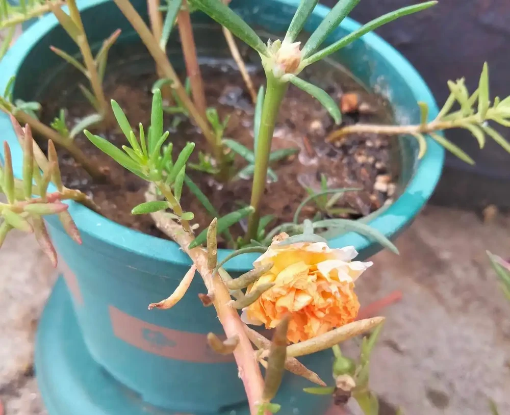 天冷了這樣養松葉牡丹,來年還能開花,長成漂亮老樁,很特別開花多