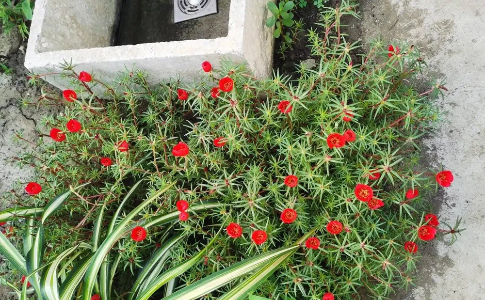 天冷了這樣養松葉牡丹,來年還能開花,長成漂亮老樁,很特別開花多