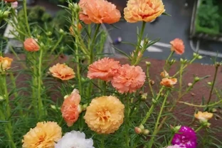 天冷了這樣養松葉牡丹，來年還能開花，長成漂亮老樁，很特別開花多