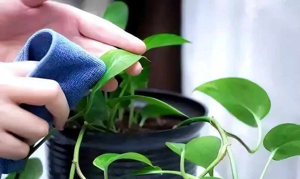 4種常見的「大補肥」,經常給花用一些,葉片油綠,還能開滿盆