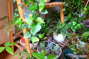 4種常見的「大補肥」，經常給花用一些，葉片油綠，還能開滿盆