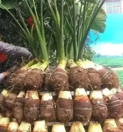 象耳芋和海芋有區別，食用時一定要分清楚