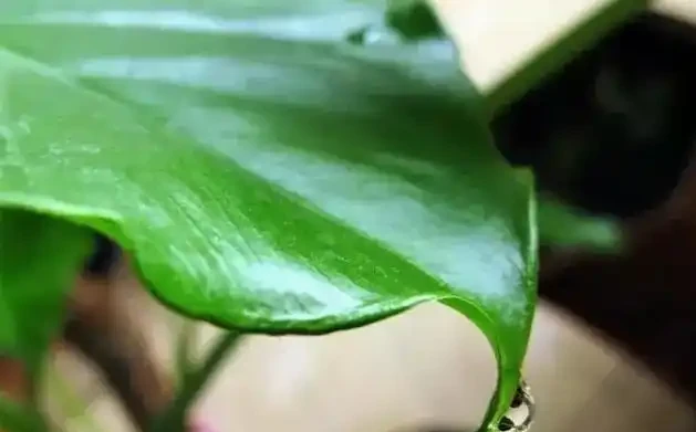 象耳芋和海芋有區別，食用時一定要分清楚