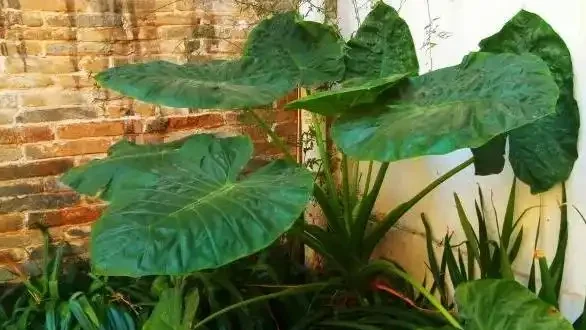 象耳芋和海芋有區別，食用時一定要分清楚