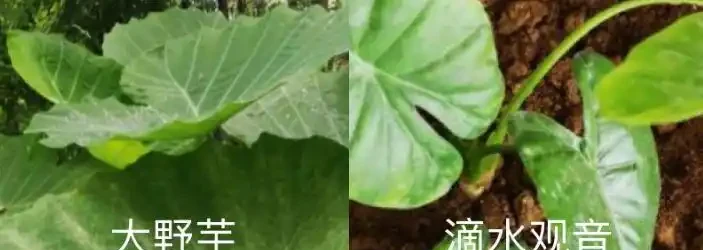 象耳芋和海芋有區別，食用時一定要分清楚