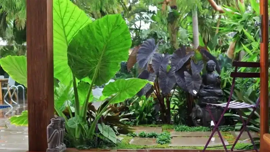 海芋造景