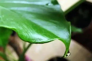 象耳芋和海芋有區別，食用時一定要分清楚