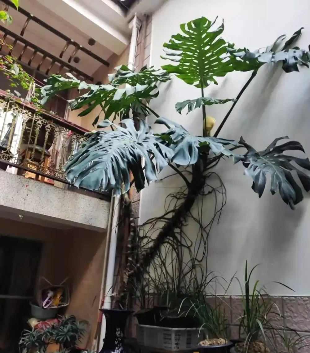 小夥曬瘋長的龜背芋,網友卻直言:太恐怖,養家裡招陰氣,瘮人