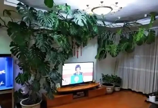 小夥曬瘋長的龜背芋,網友卻直言:太恐怖,養家裡招陰氣,瘮人