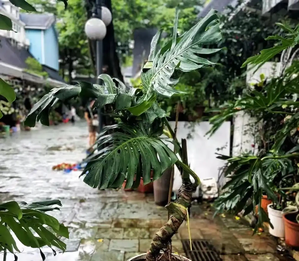 小夥曬瘋長的龜背芋,網友卻直言:太恐怖,養家裡招陰氣,瘮人