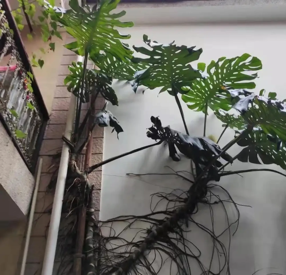 小夥曬瘋長的龜背芋,網友卻直言:太恐怖,養家裡招陰氣,瘮人