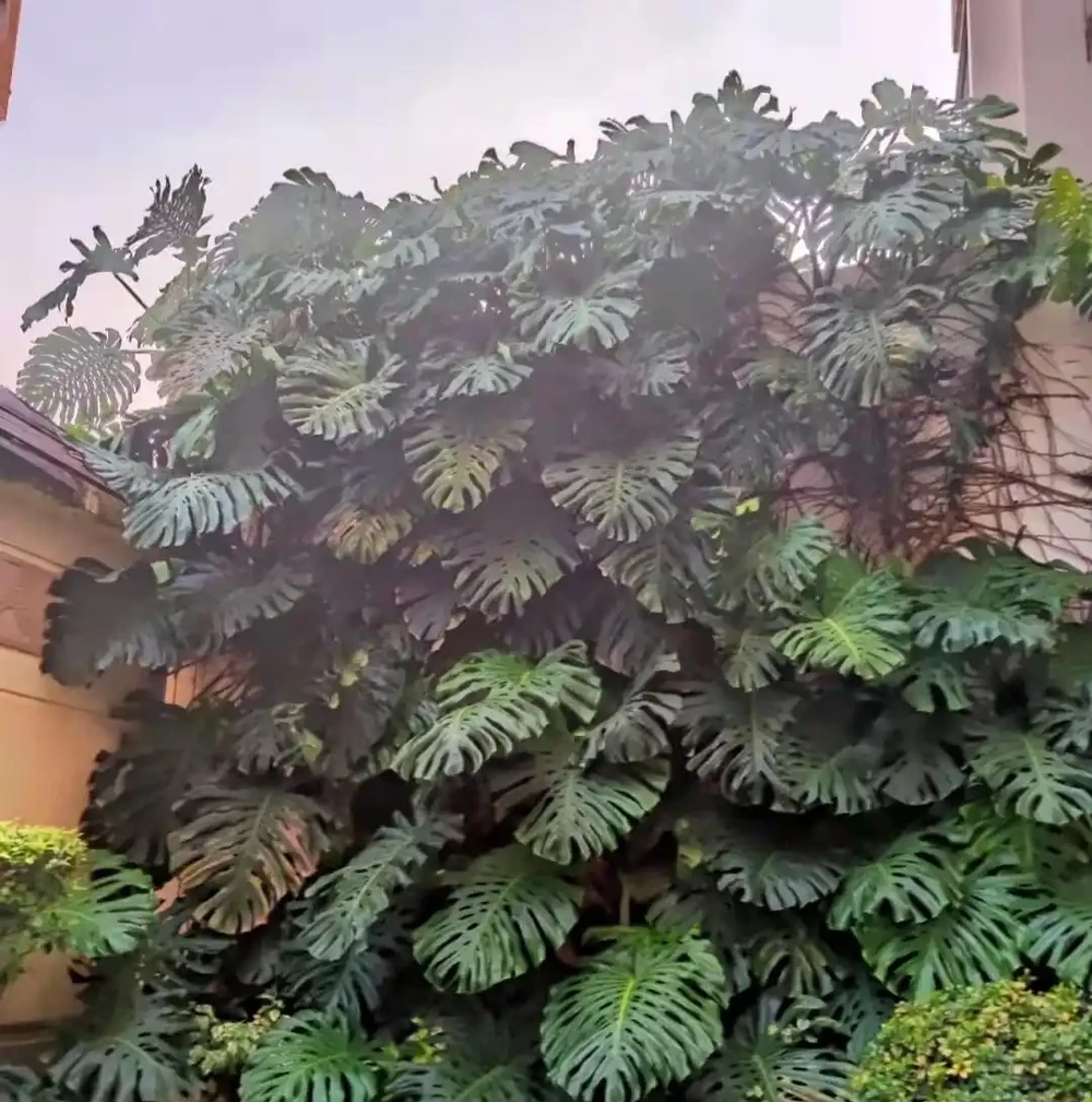 小夥曬瘋長的龜背芋,網友卻直言:太恐怖,養家裡招陰氣,瘮人