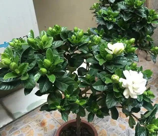 養花只澆水，就是「瞎胡鬧」，認清6種肥，養一萬盆花，都滿盆
