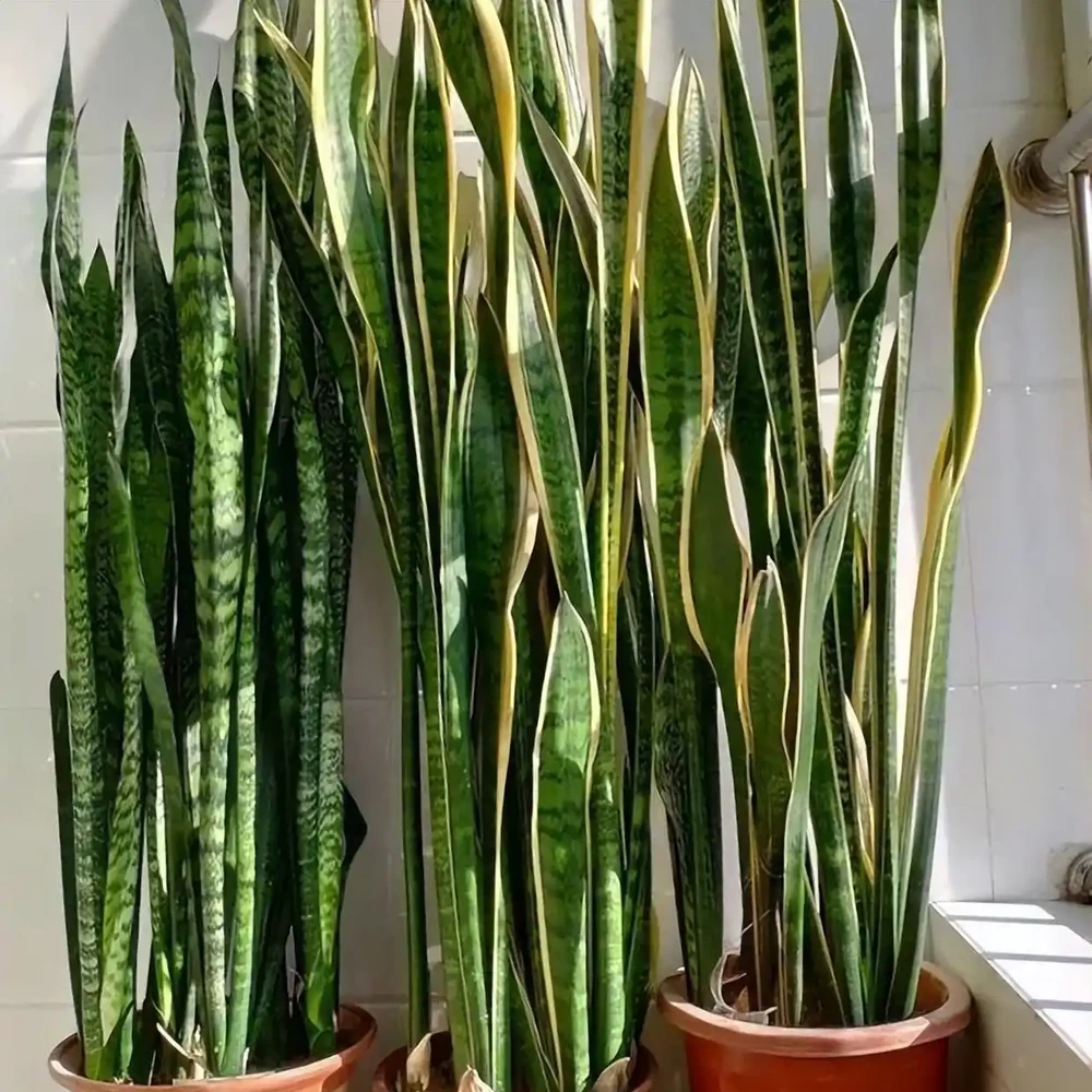 養花只澆水，就是「瞎胡鬧」，認清6種肥，養一萬盆花，都滿盆