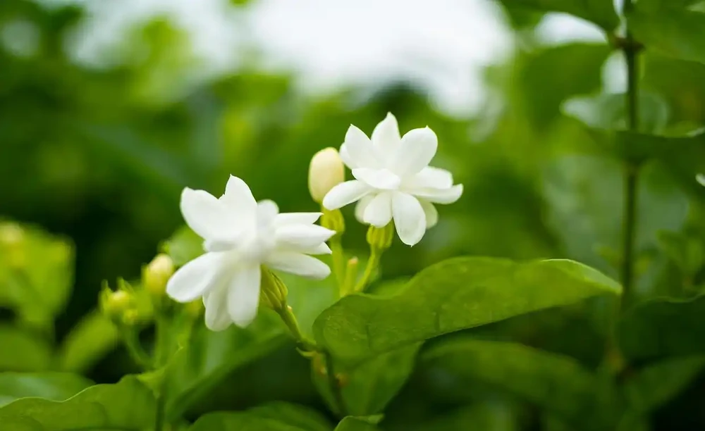 茉莉花漿果和花朵對魚有毒