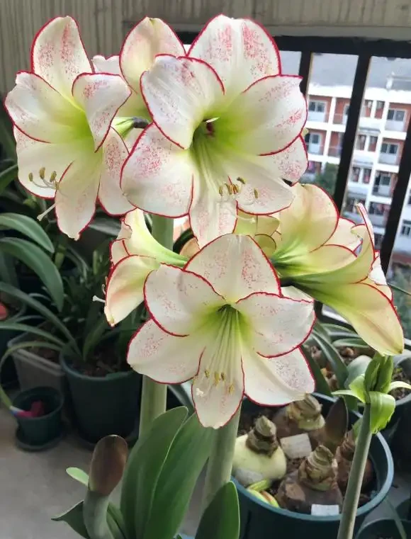 養花只澆水，就是「瞎胡鬧」，認清6種肥，養一萬盆花，都滿盆