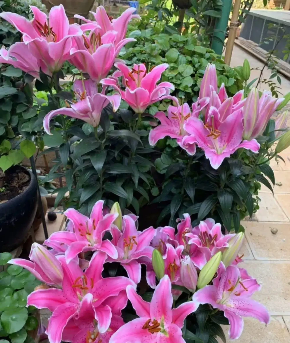 養花只澆水，就是「瞎胡鬧」，認清6種肥，養一萬盆花，都滿盆